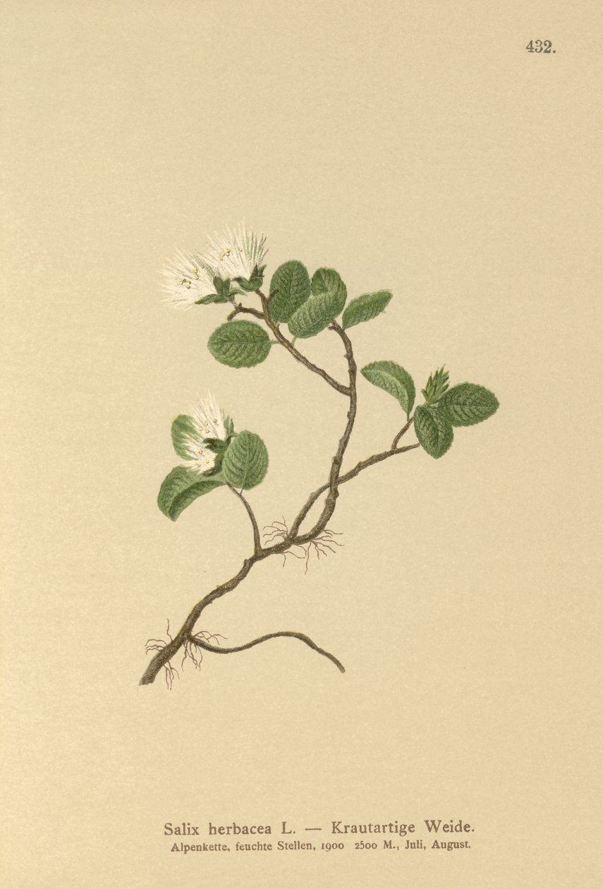 Dværgpil (Salix herbacea) af German School