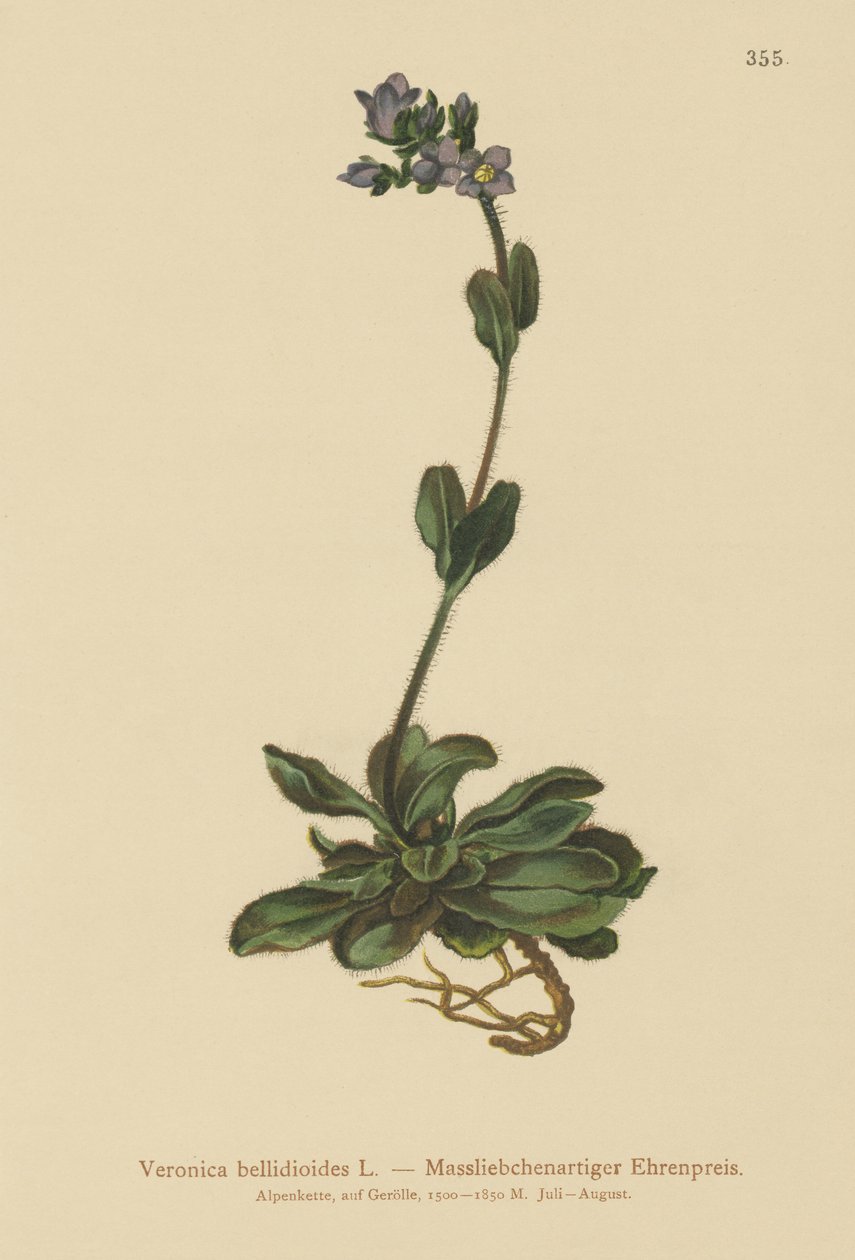 Dværgblå speedwell (Veronica bellidioides) af German School