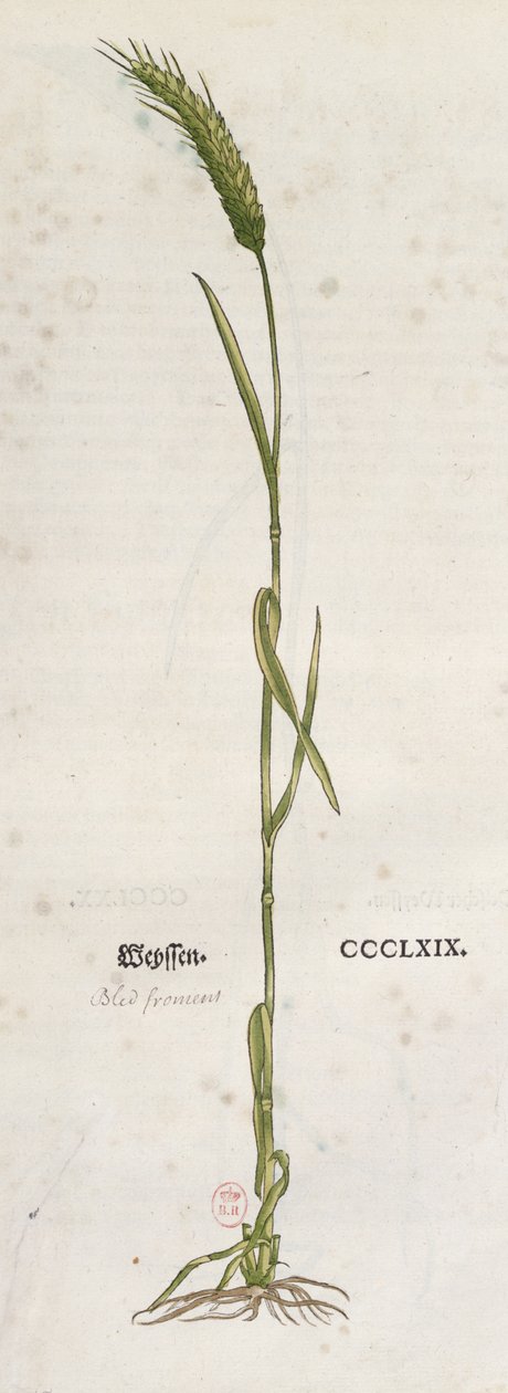 Øre af hvede, fra The Herbarium af Leonhart Fuchs (1501-66), udgivet i Basel, 1555 (farvegravering) af German School