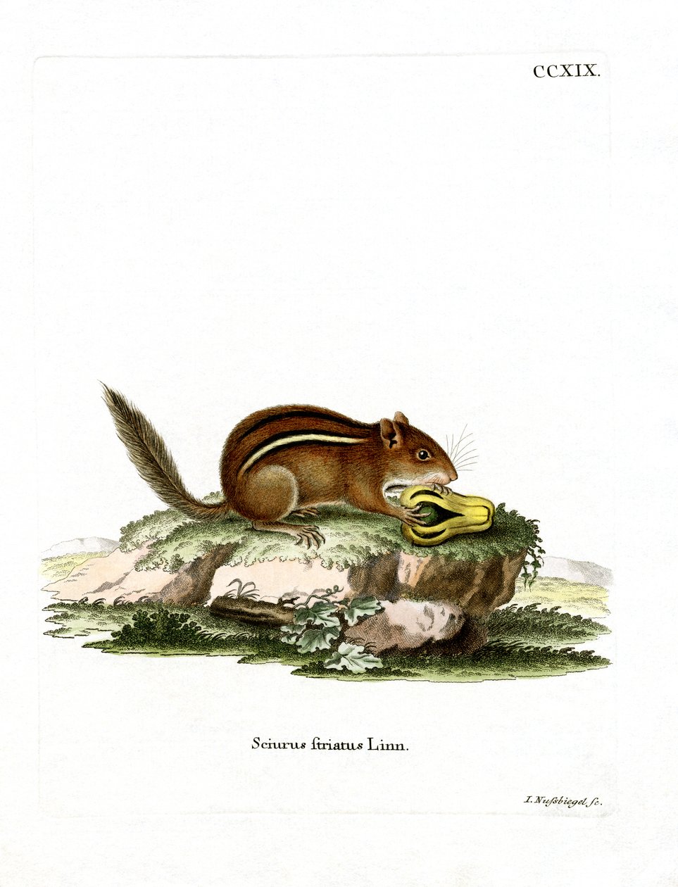 Eastern American Chipmunk (farvet gravering) af German School