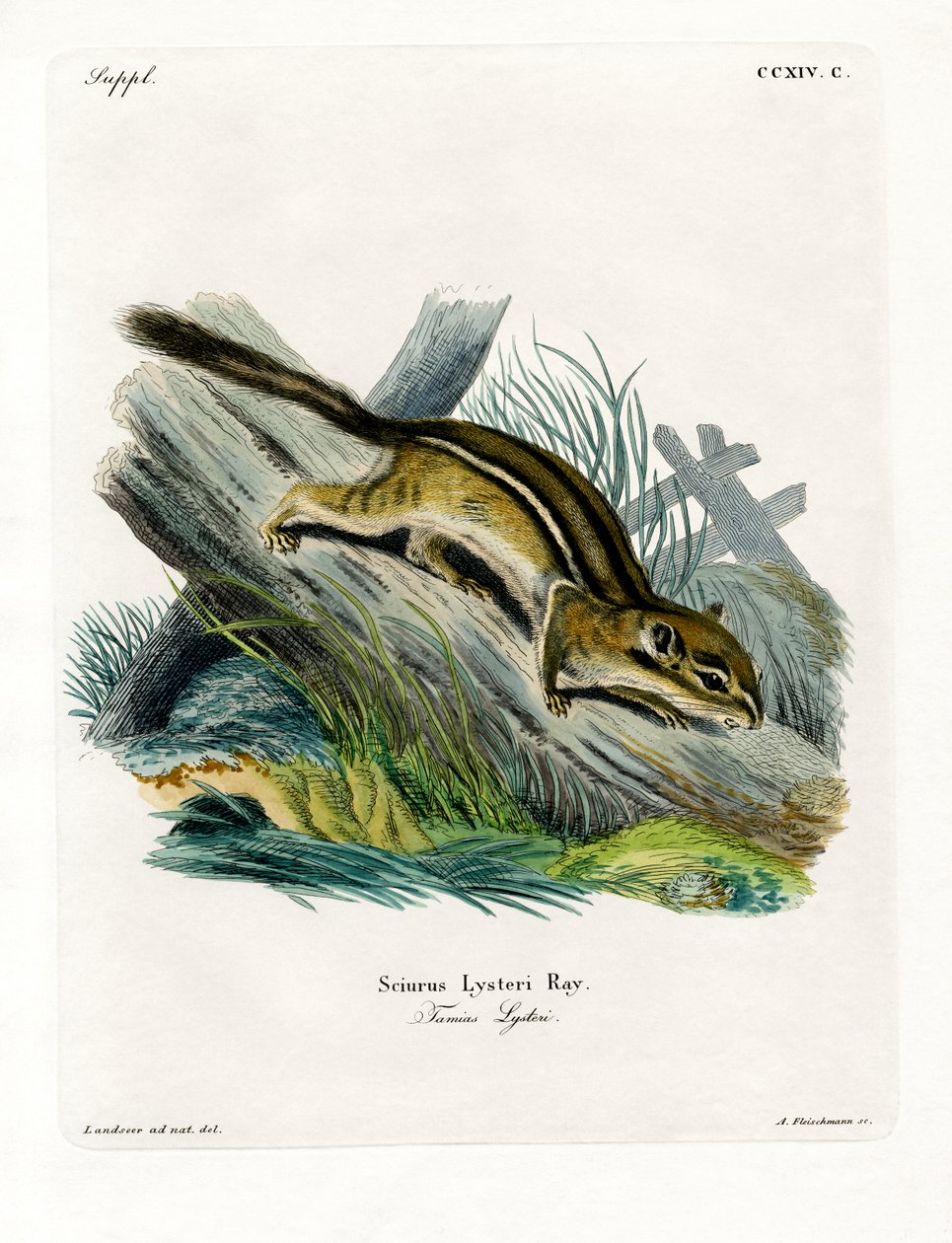 Eastern Chipmunk (farvet gravering) af German School
