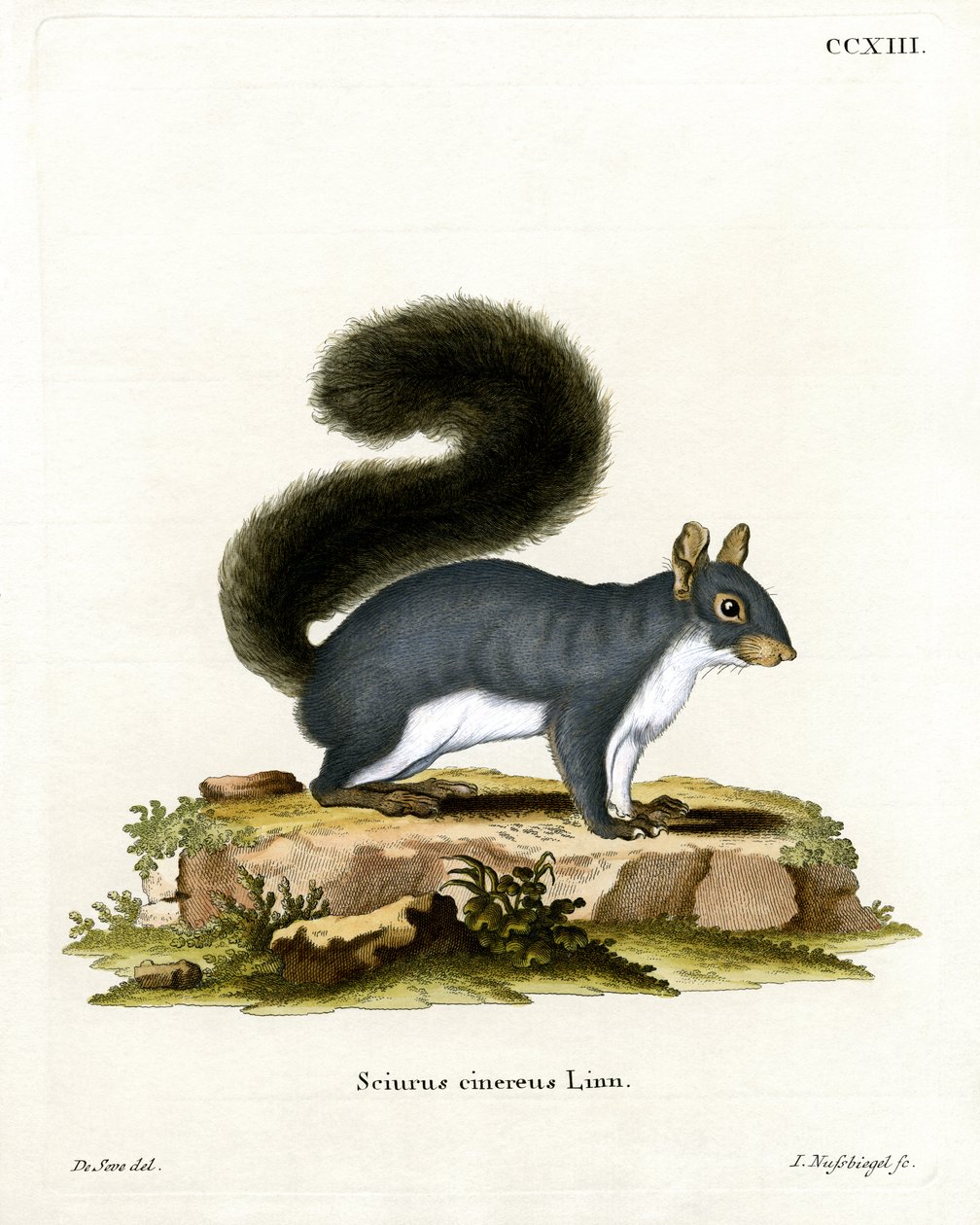 Eastern Grey Squirrel (farvet gravering) af German School
