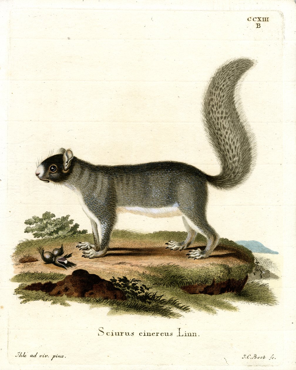 Eastern Grey Squirrel (farvet gravering) af German School