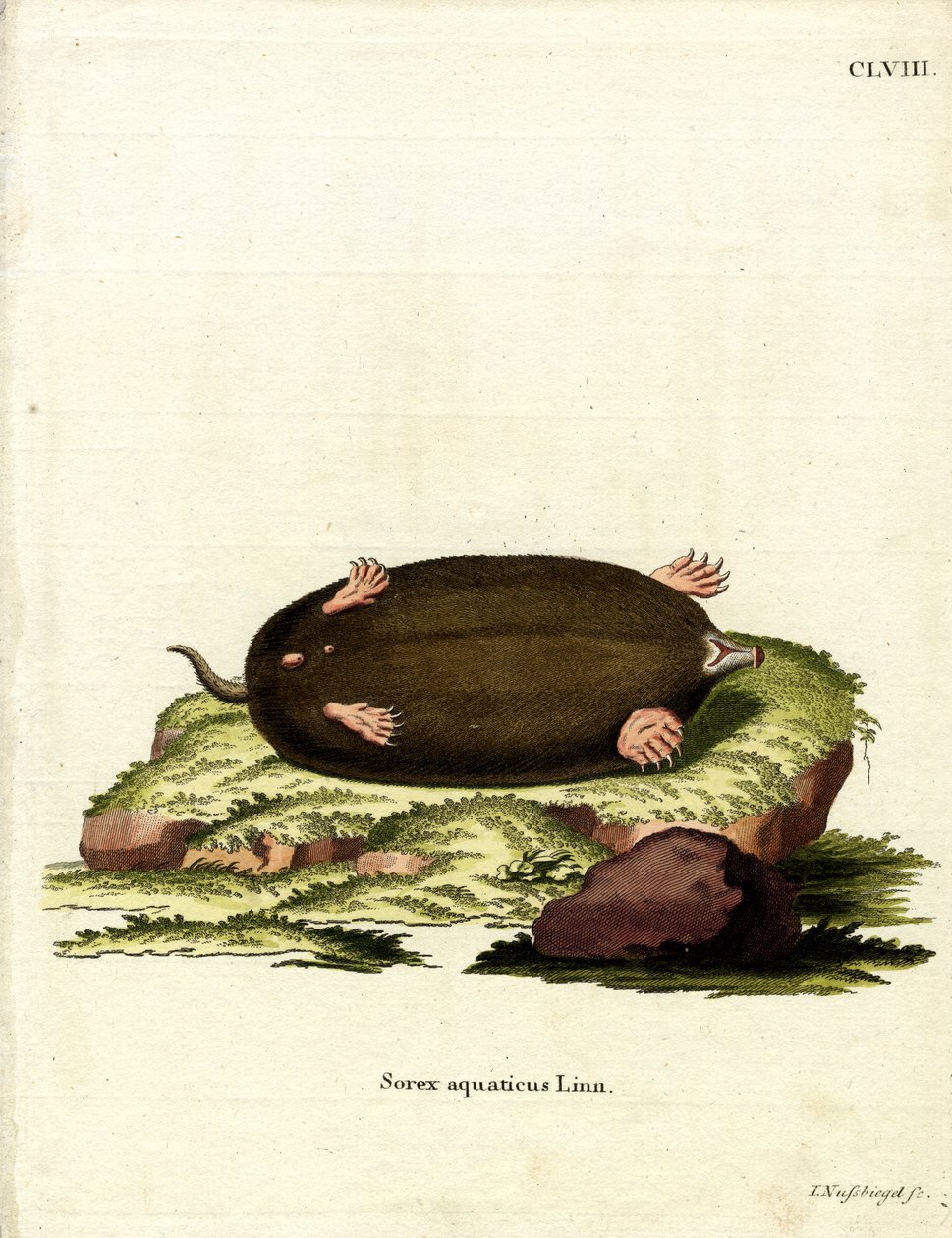Eastern Mole (farvet gravering) af German School