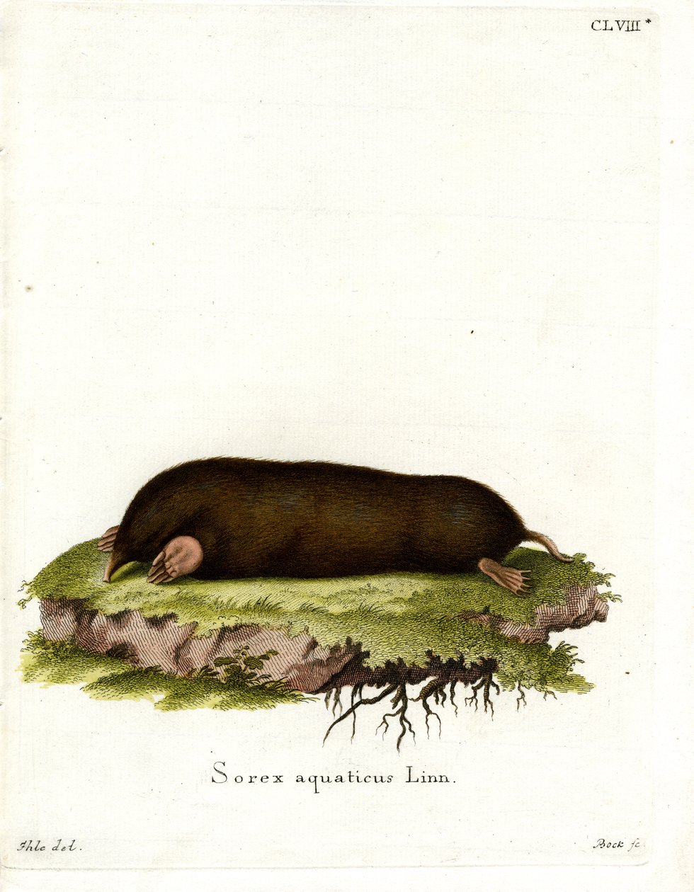 Eastern Mole (farvet gravering) af German School