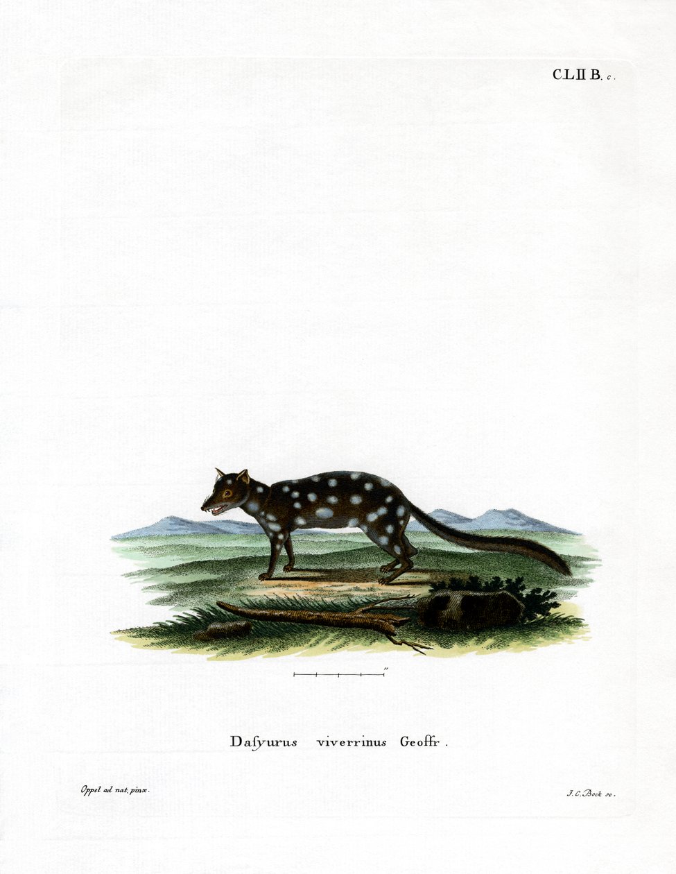 Eastern Quoll (farvet gravering) af German School