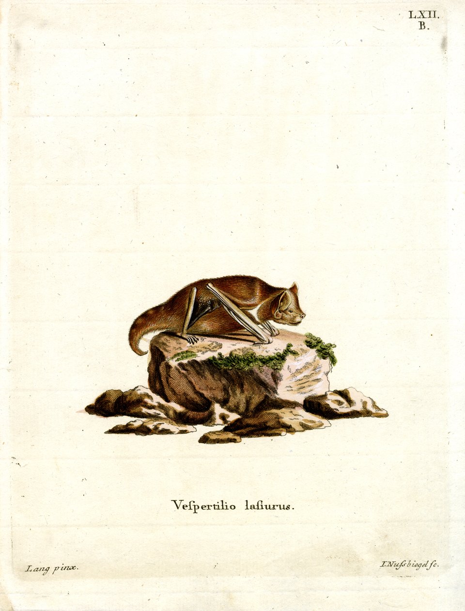 Eastern Red Bat (farvet indgravering) af German School