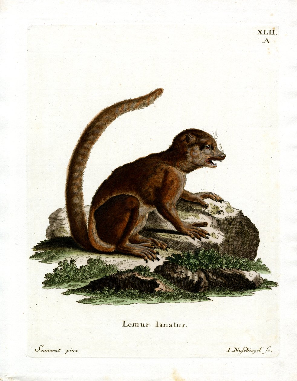 Eastern Woolly Lemur (farvet gravering) af German School