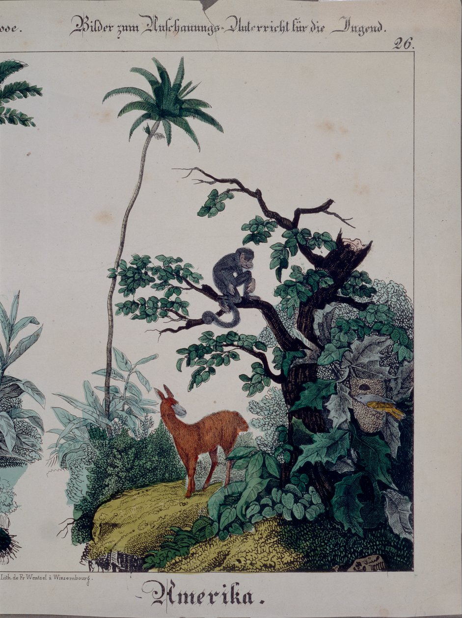 Pædagogisk plakat med flora og fauna i Sydamerika, højre side, udgivet af F. Wentzel, Weissenburg, 1840 (se også 379941) af German School