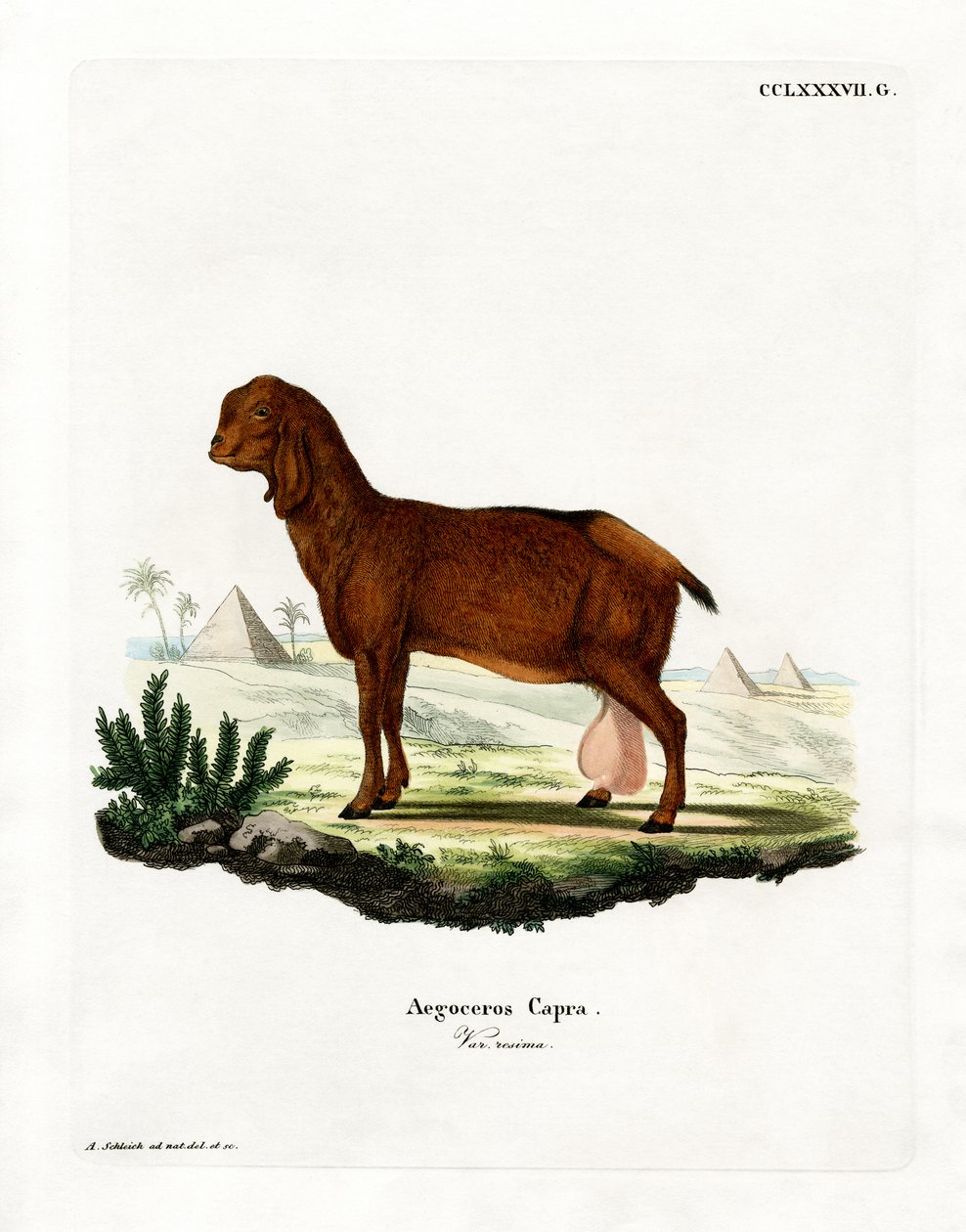 Egyptisk ged (farvet gravering) af German School