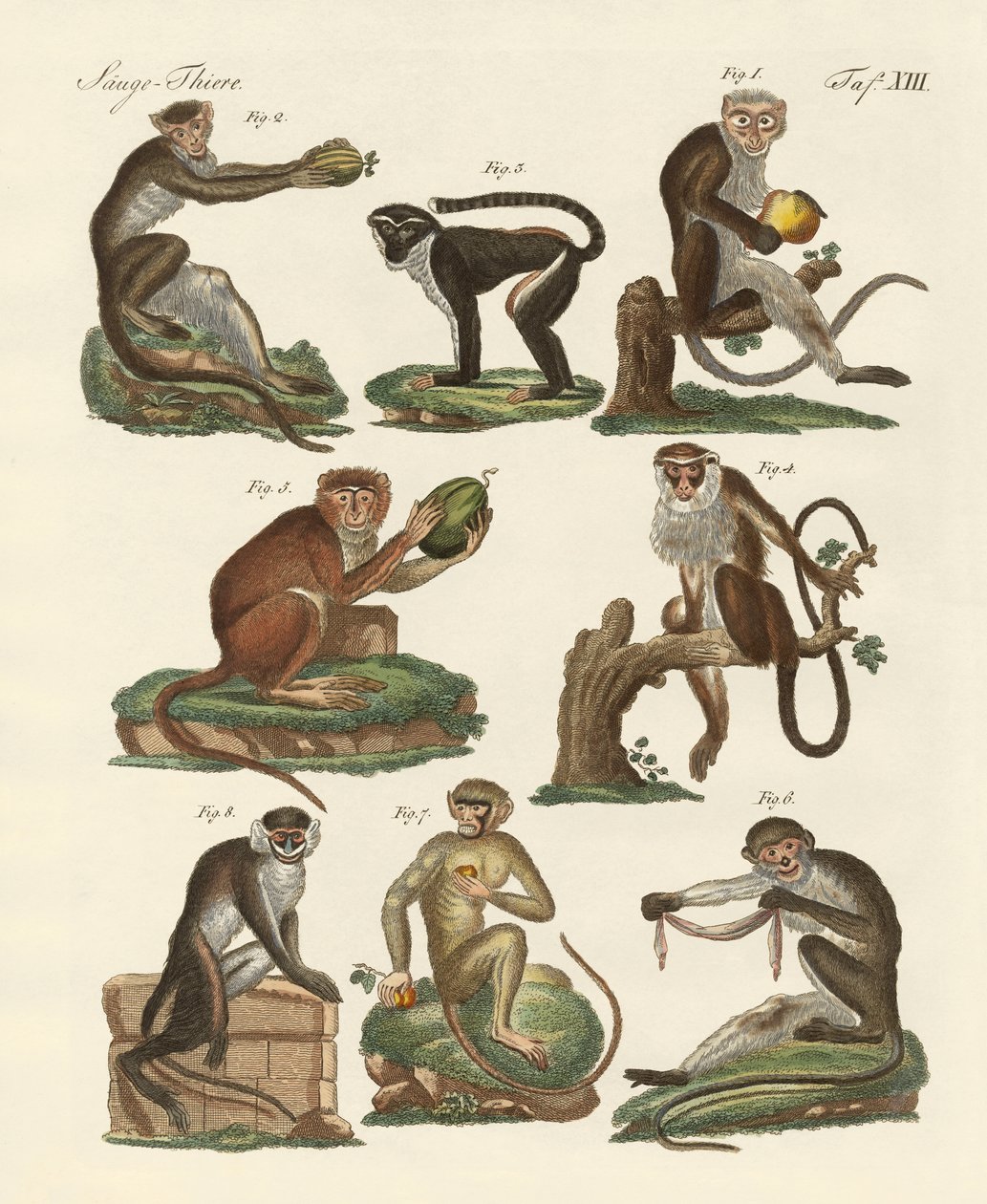 Otte slags guenon af German School