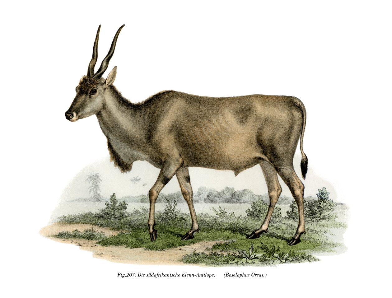 Eland, 1860 af German School