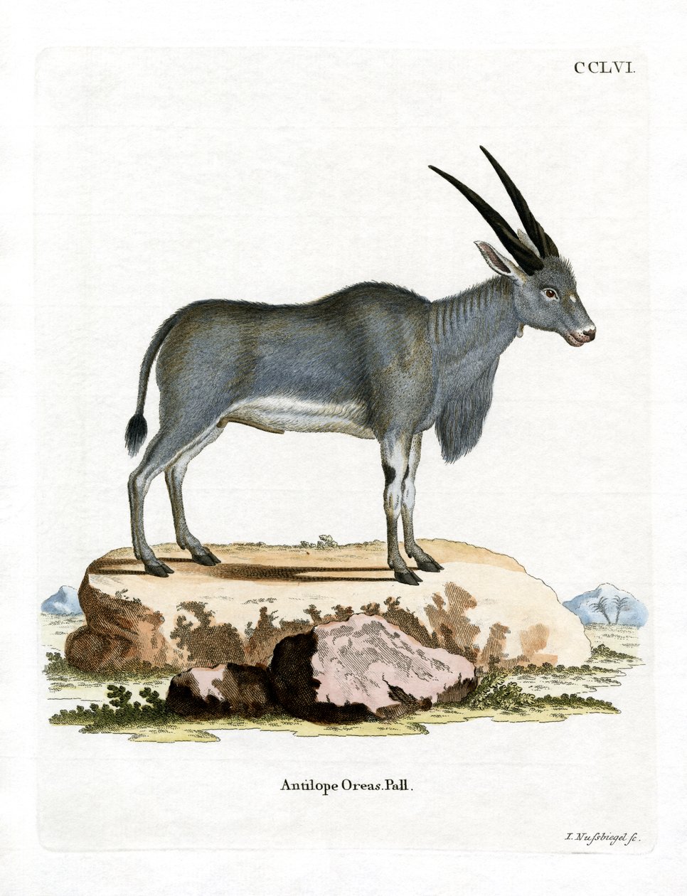 Eland Antilope (farvet gravering) af German School