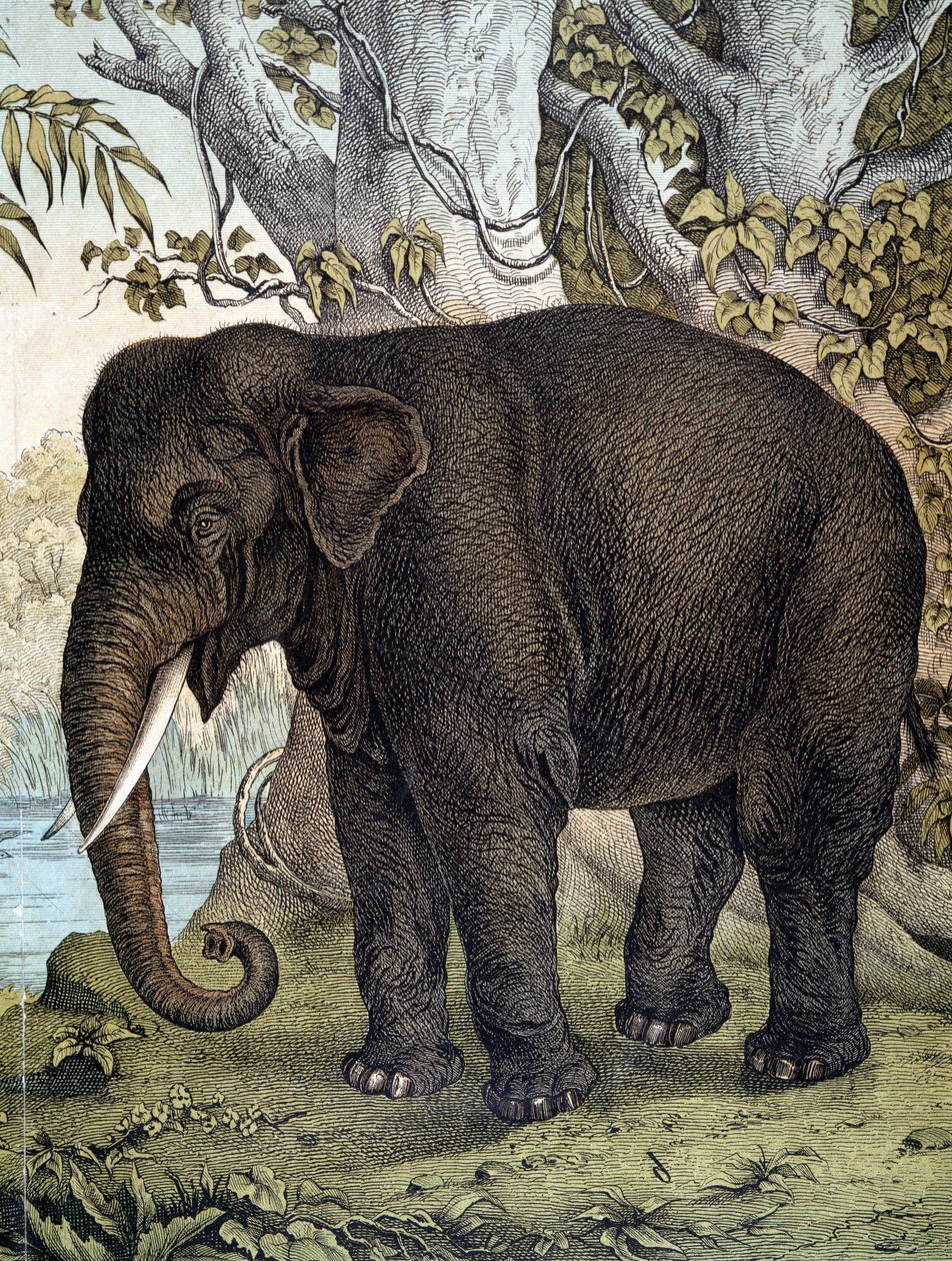 Elephant - i "Natural History of Pattedyr", red. Schreiber, München af German School