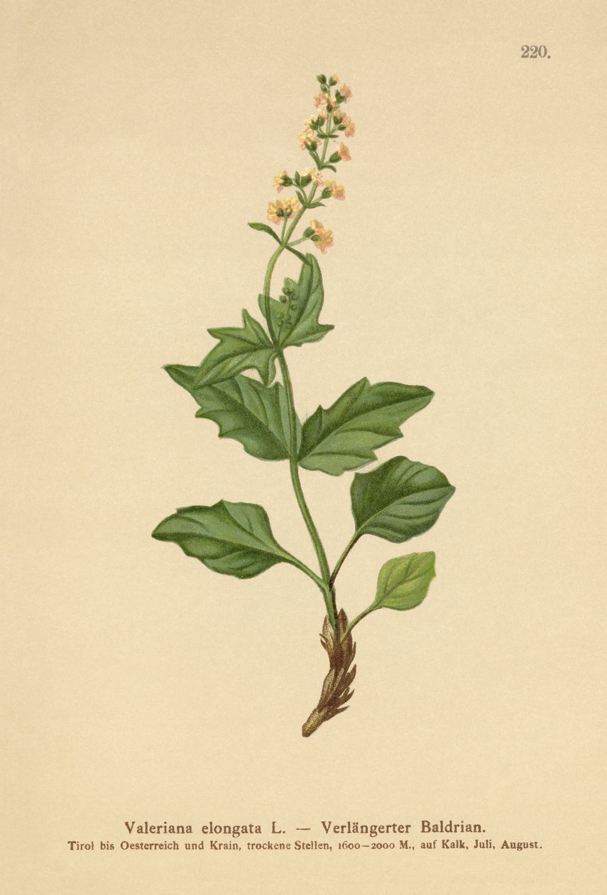 Langstrakt Valeriana (Valeriana elongata) af German School