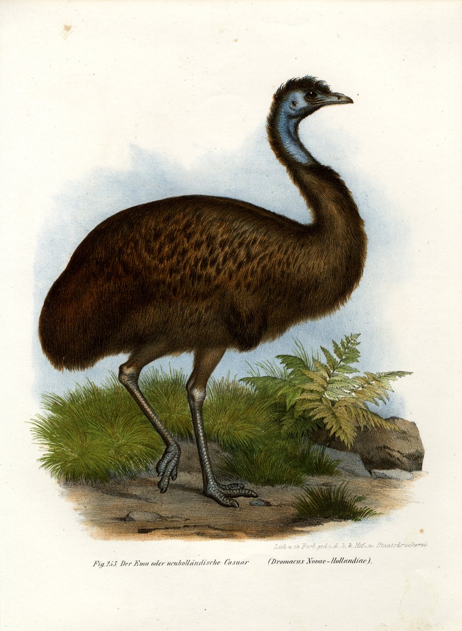 Emu, 1864 af German School