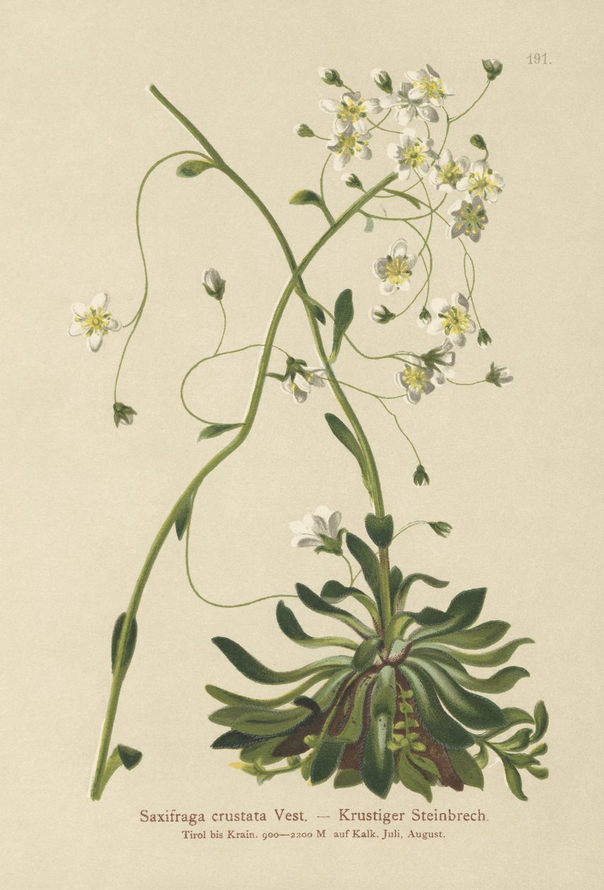 Indkapslet Saxifrage (Saxifraga crustata) af German School