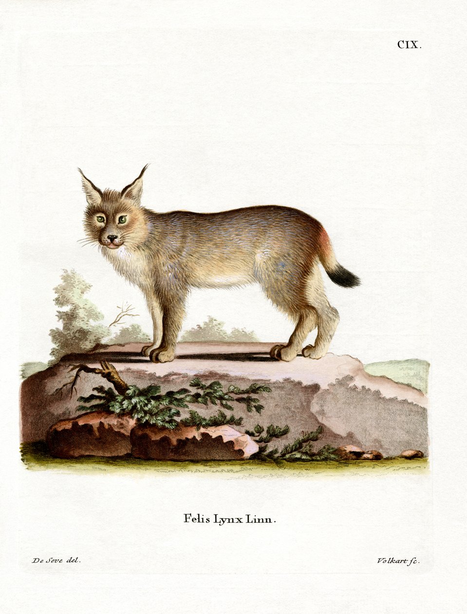 Eurasian Lynx (farvet gravering) af German School
