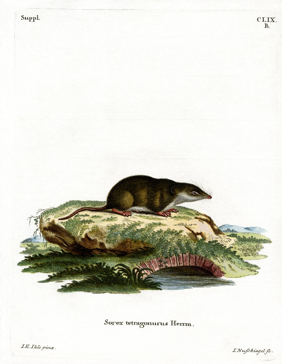 Eurasian Shrew (farvet gravering) af German School