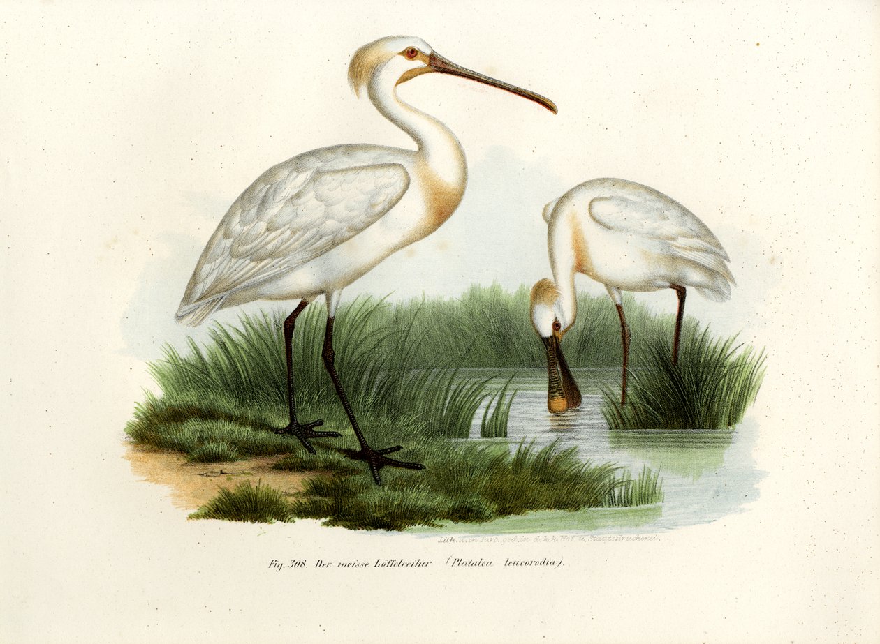 Eurasisk skestork, 1864 af German School