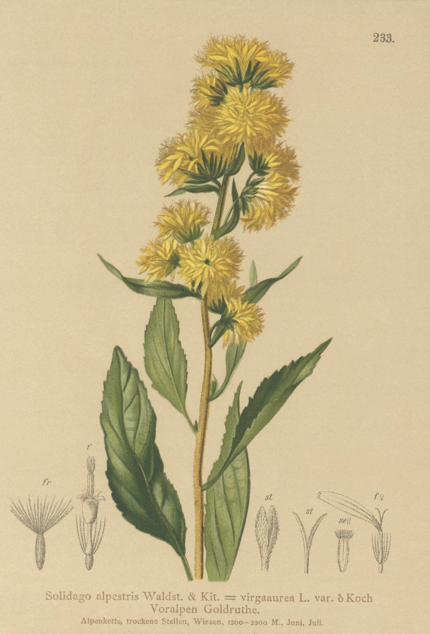 Europæisk gyldenris (Solidago alpestris, Solidago virgaaurea, Solidago virgaurea) af German School