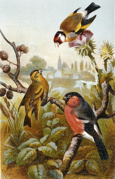 Goldfinch, Icterine Greenbul og Eurasion Bullfinch, plade fra "Brehm