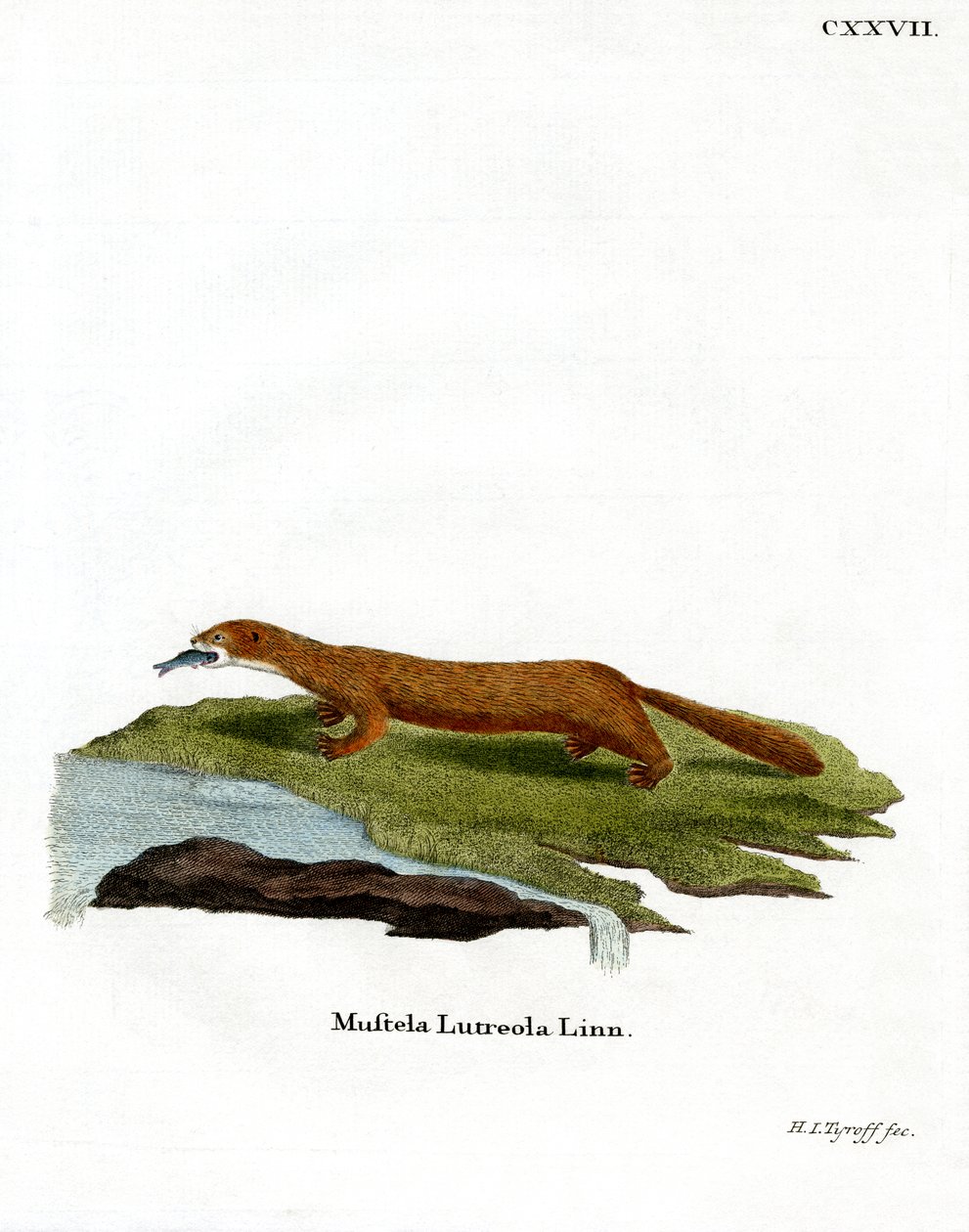 Europæisk mink (farvet gravering) af German School