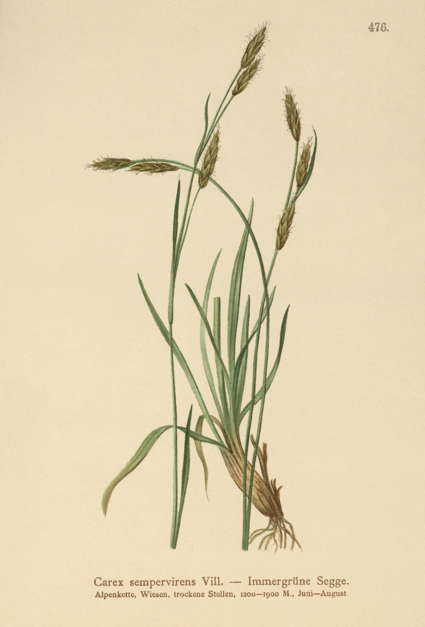 Stedsegrønt siv (Carex sempervirens) af German School