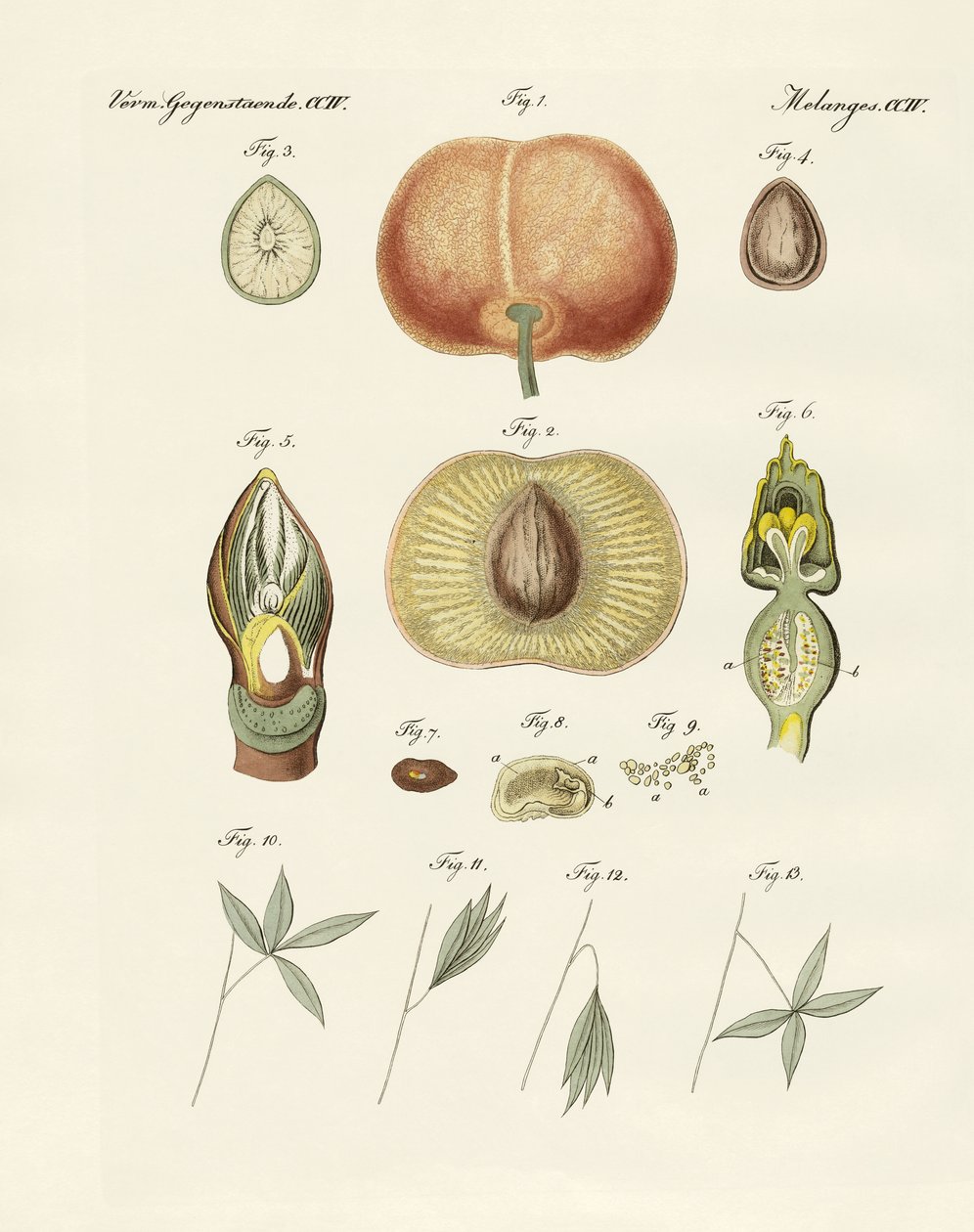 Evolution og reproduktion af planter og bladenes søvn (farvet gravering) af German School