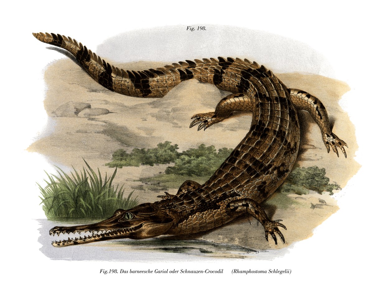 Falsk Gharial (farvemedlemmer) af German School