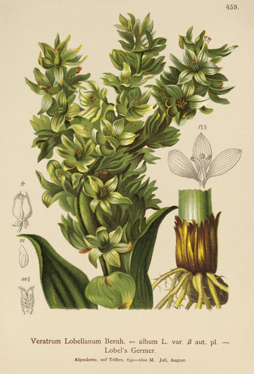 Falsk Helleborine (Veratrum album, Veratrum Lobelianum) af German School