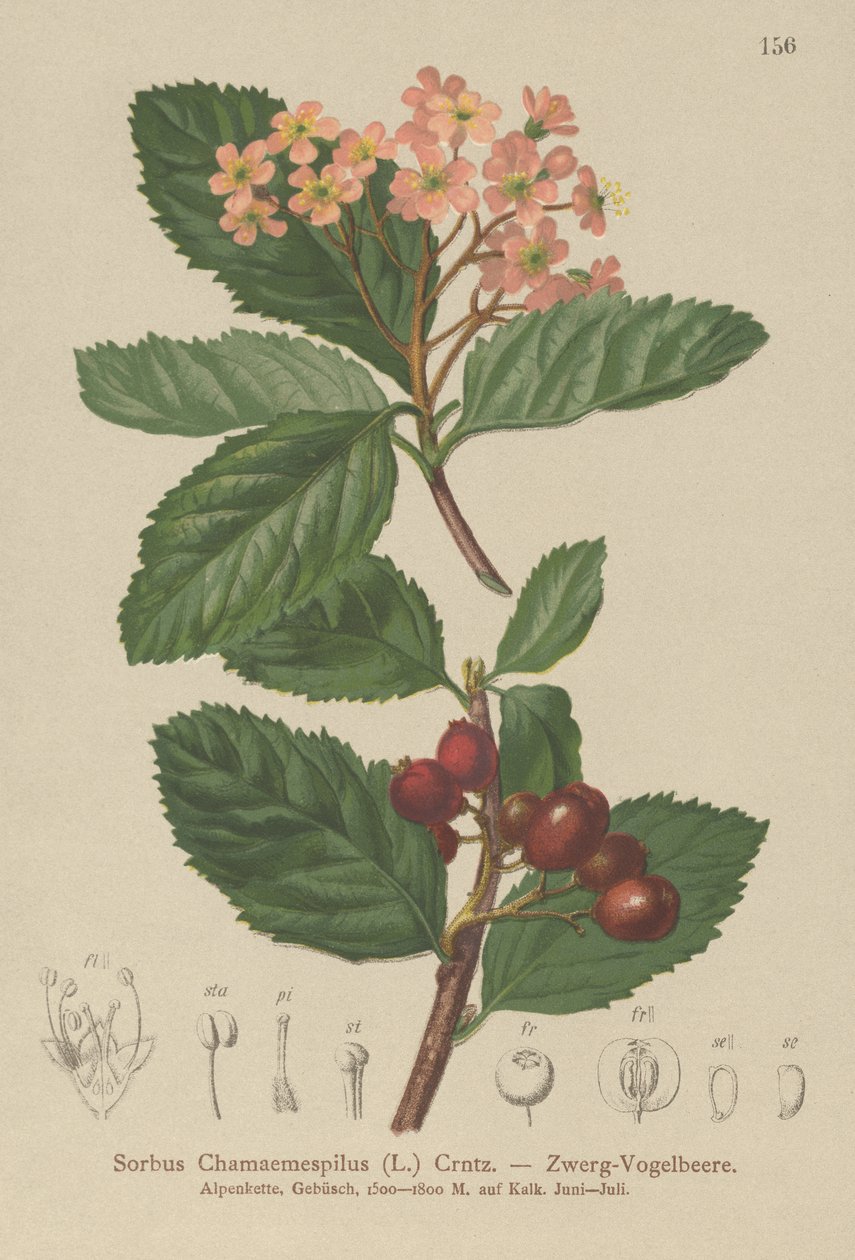False Medlar (Sorbus chamaemespilus) af German School