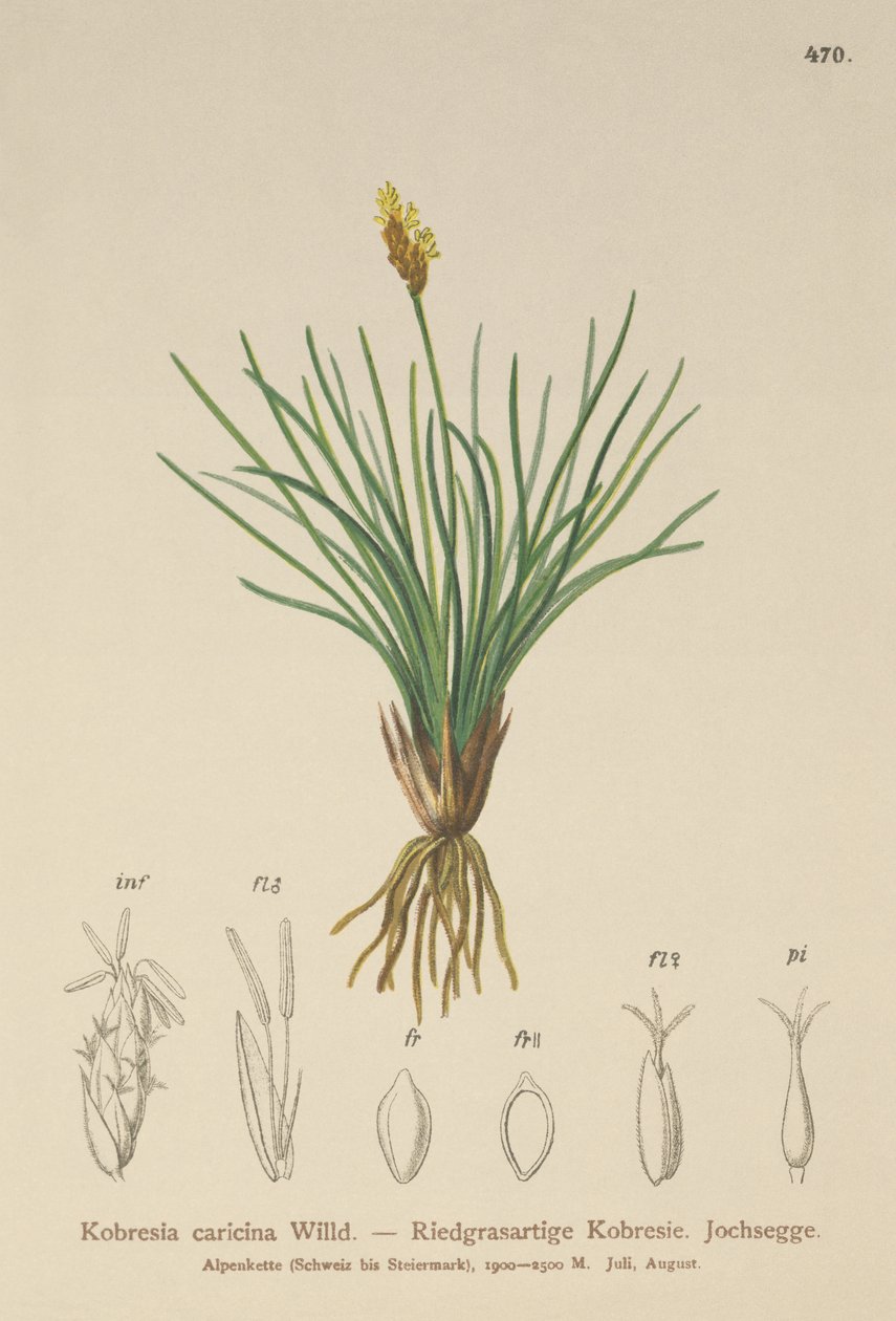 Falsk sedge (Kobresia simpliciuscula, Kobresia caricina) af German School
