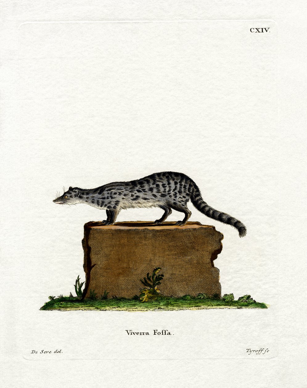 Fanaloka (farvet gravering) af German School