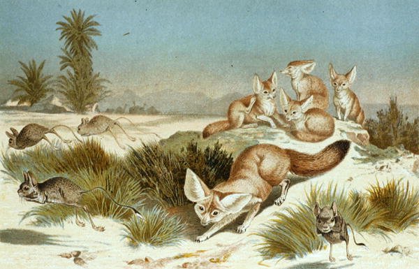 Fennec Fox, plade fra "Brehms Tierleben: Allgemeine Kunde des Tierreichs", bind 2, s.202, udgivet af Bibliographisches Institut af German School