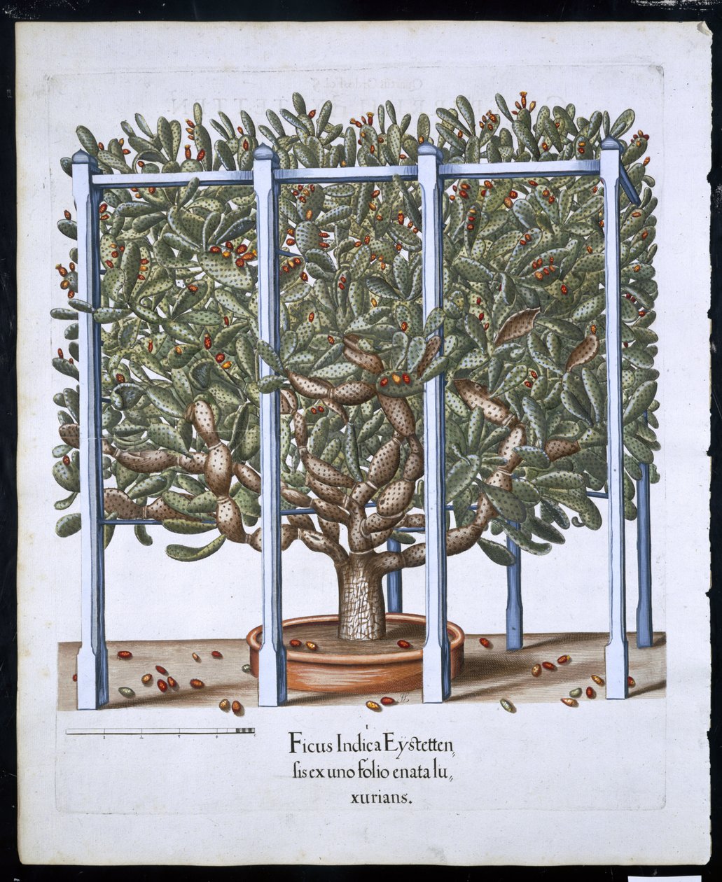 Ficus Indica Eystten fra Hortus Eystettensis af Basil Besler (1561-1629) pub. 1613 (håndfarvet gravering) af German School
