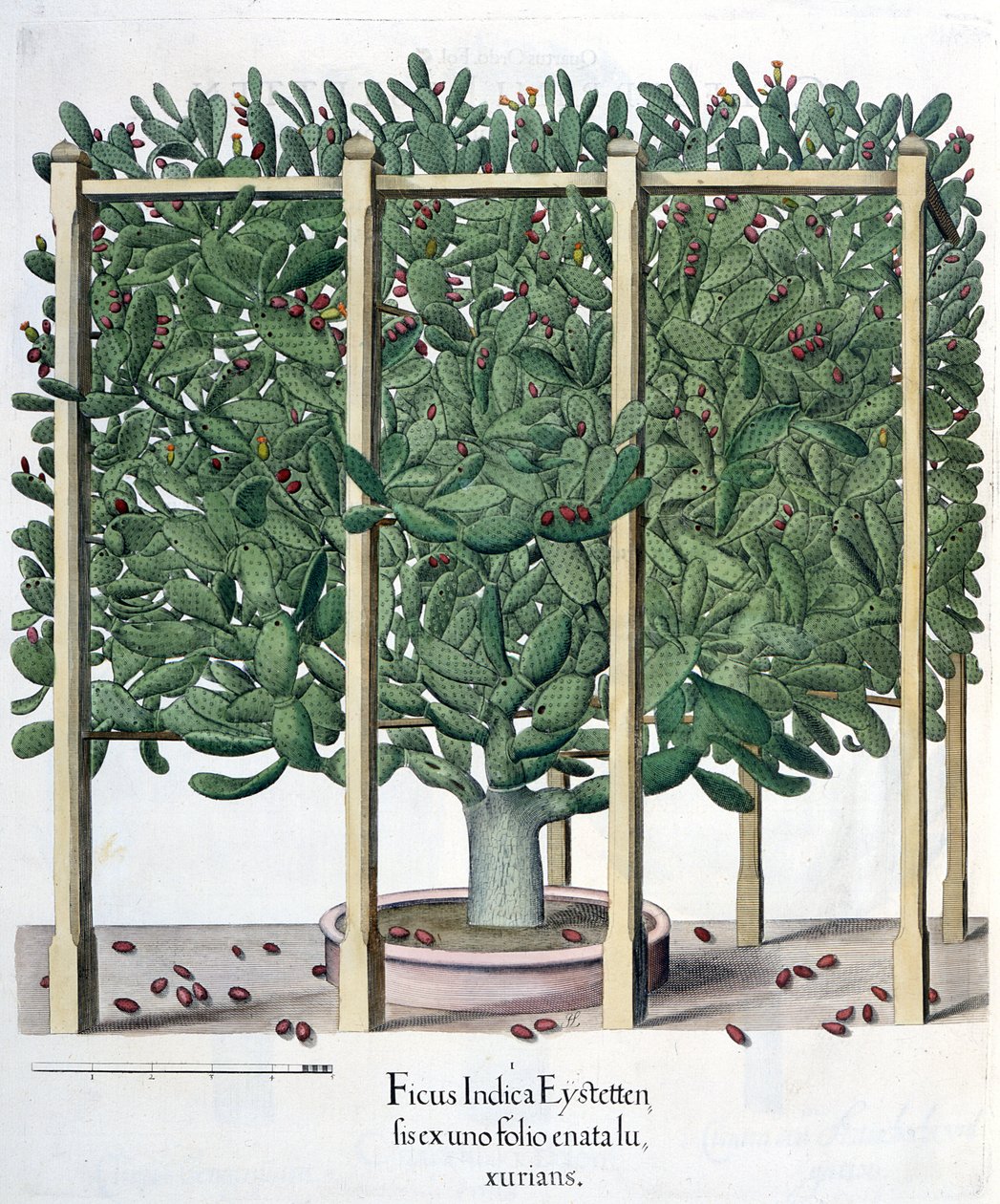 Ficus indica eystettensis, fra Hortus Eystettensis af Basil Besler (1561-1629), pub. 1613 af German School