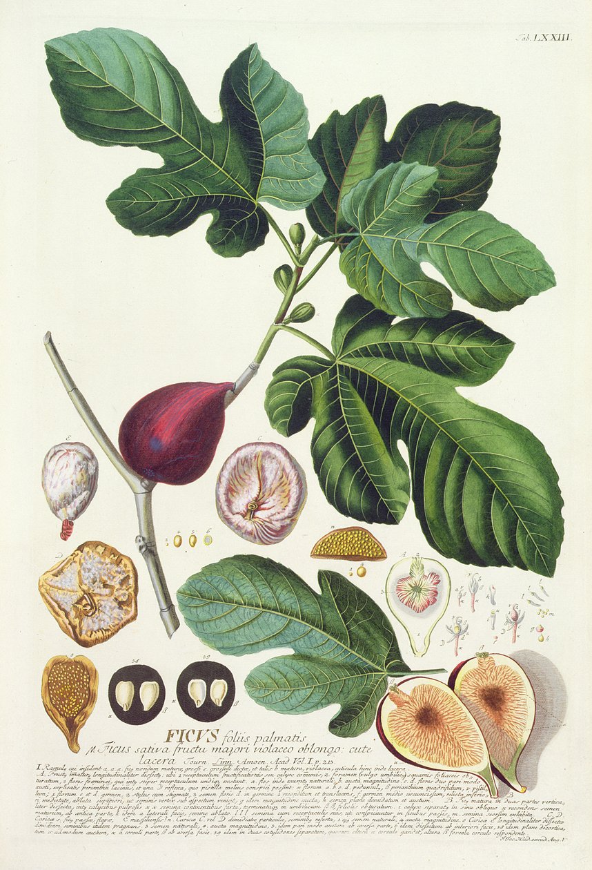 Fig., graveret af Johann Jakob Haid (1704-67) plade 73 fra en botanisk bog, pub. af Augustus Vind af German School