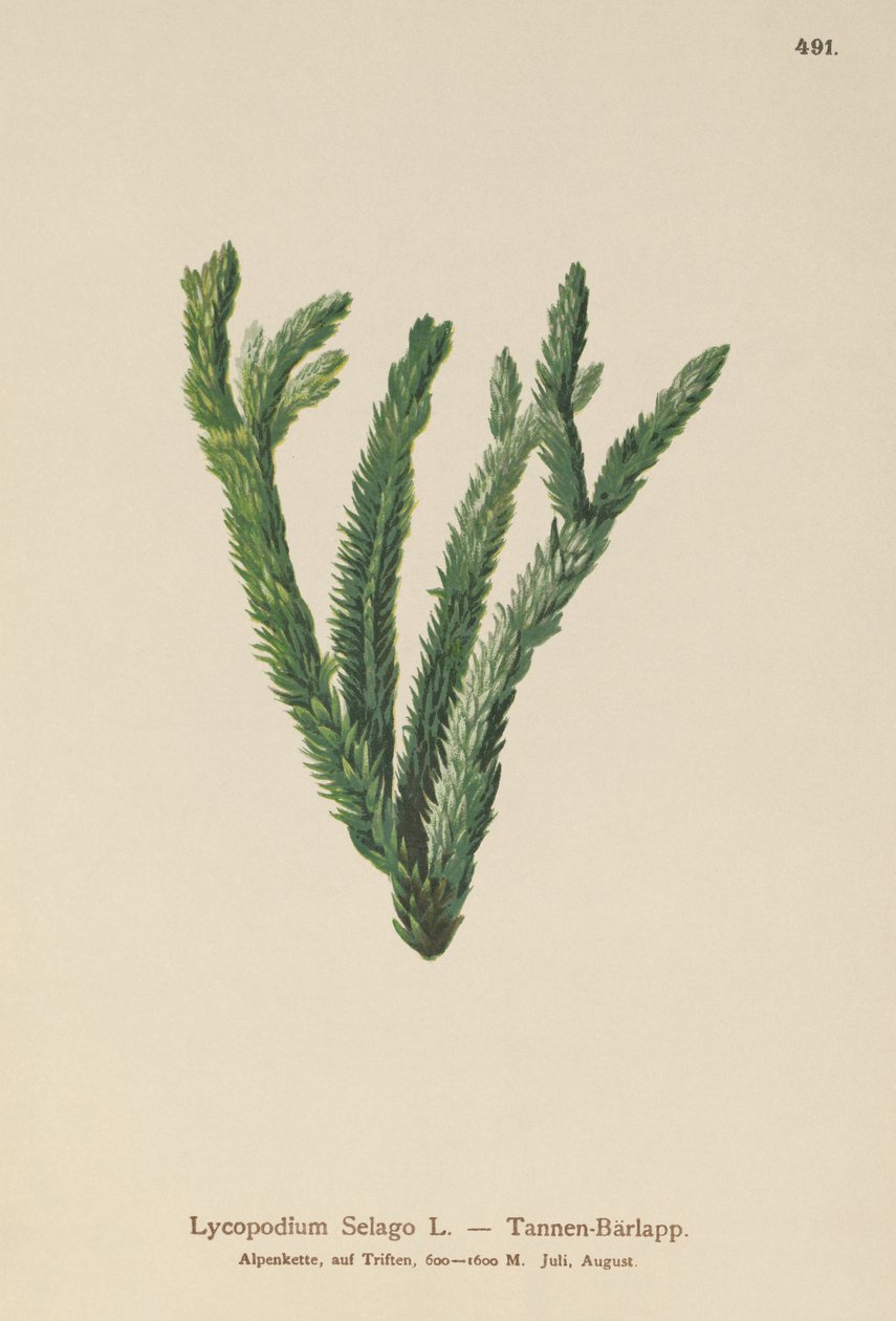 Gran Club Moss (Lycopodium Selago) af German School