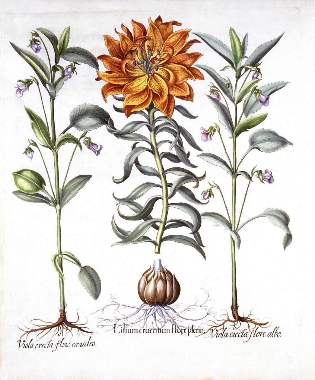 Fire Lily and Viola, fra Hortus Eystettensis, af Basil Besler (1561-1629), pub. 1613 (håndfarvet gravering) af German School