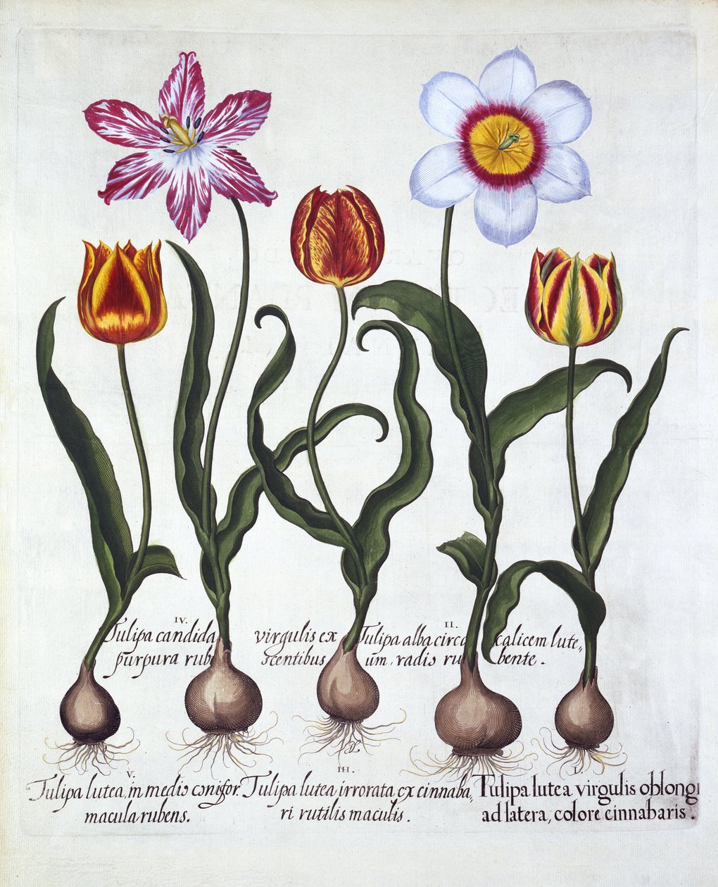 Fem tulipaner, fra Hortus Eystettensis, af Basil Besler (1561-1629), pub. 1613 (håndkoloreret gravering) af German School