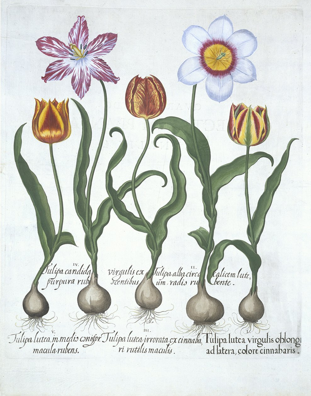 Fem tulipaner, fra Hortus Eystettensis, af Basil Besler (1561-1629) pub. 1613 (håndfarvet gravering) af German School
