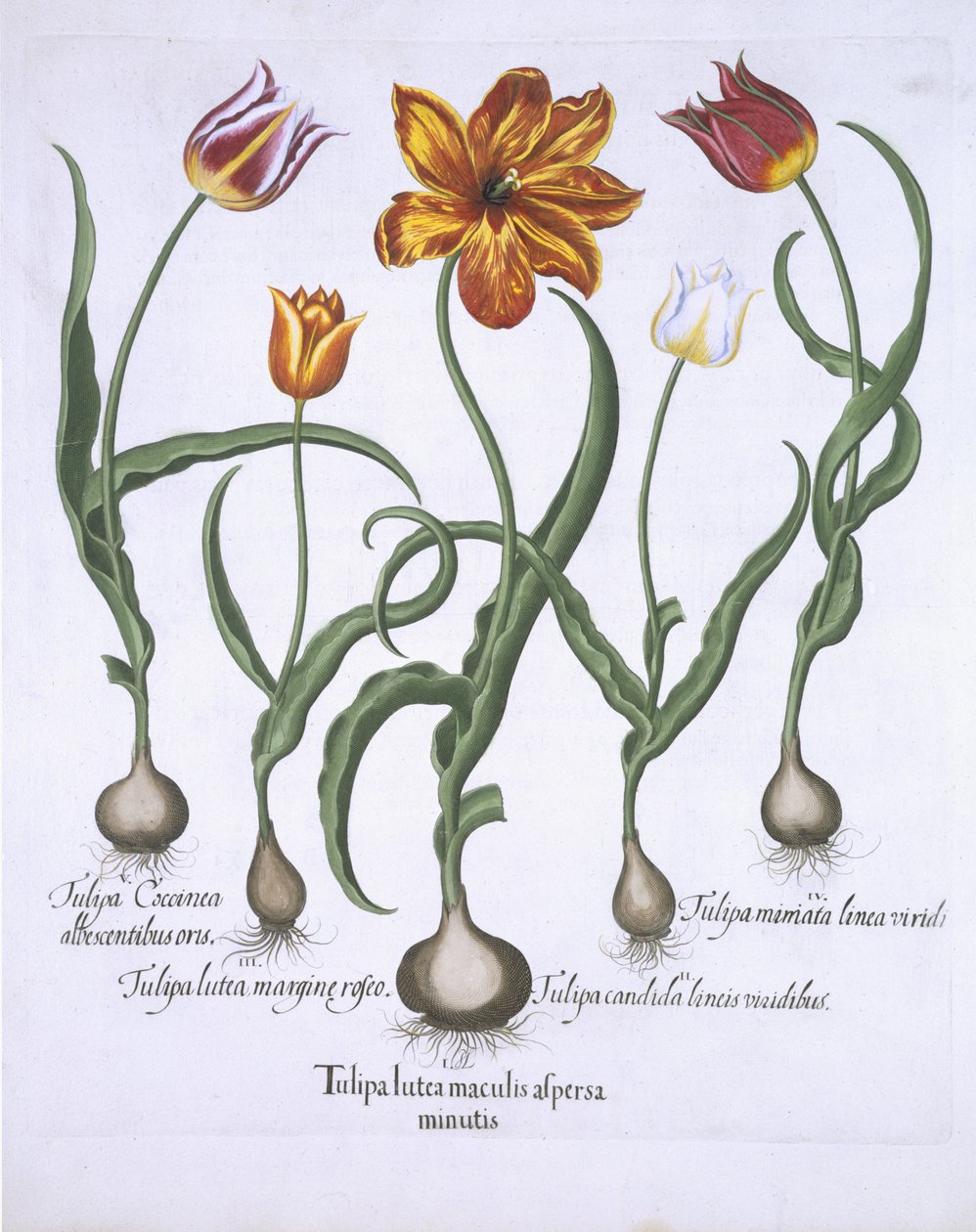 Fem tulipaner, fra Hortus Eystettensis, af Basil Besler (1561-1629) pub. 1613 (håndfarvet gravering) af German School