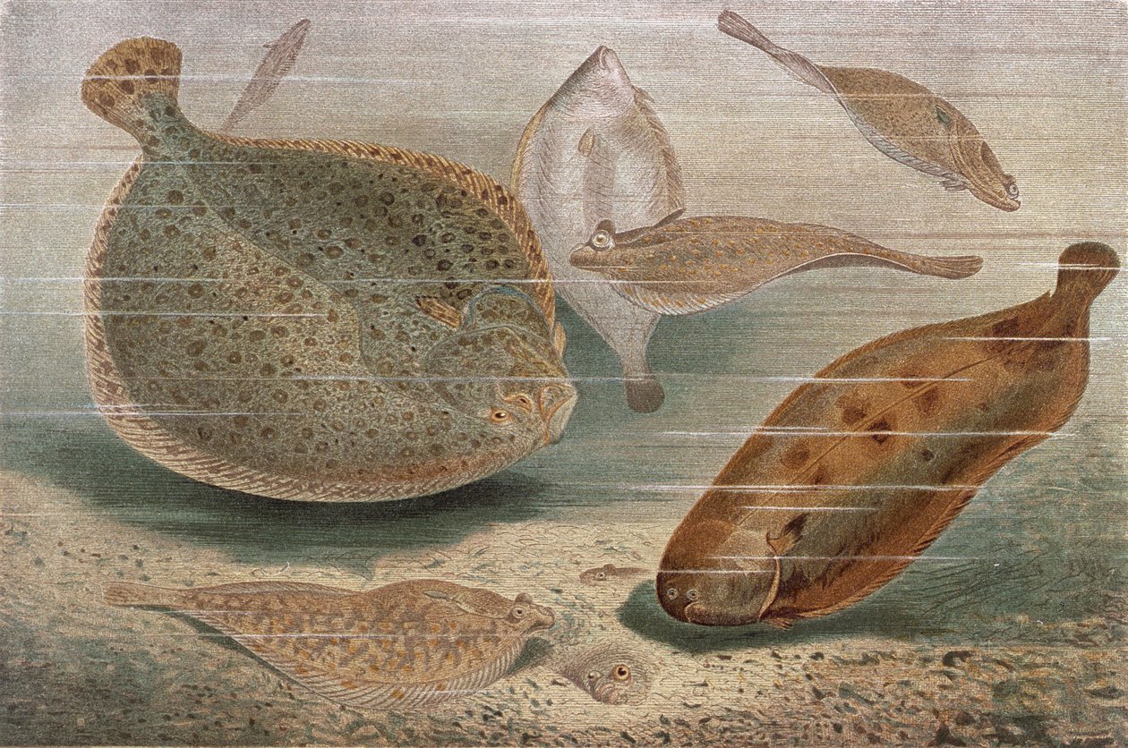 Flad fisk, tallerken fra Brehms Animal Life: General Knowledge of the Animal Kingdom, vol.8, s.224, udgivet af Bibliografisk Institut, 1892 af German School