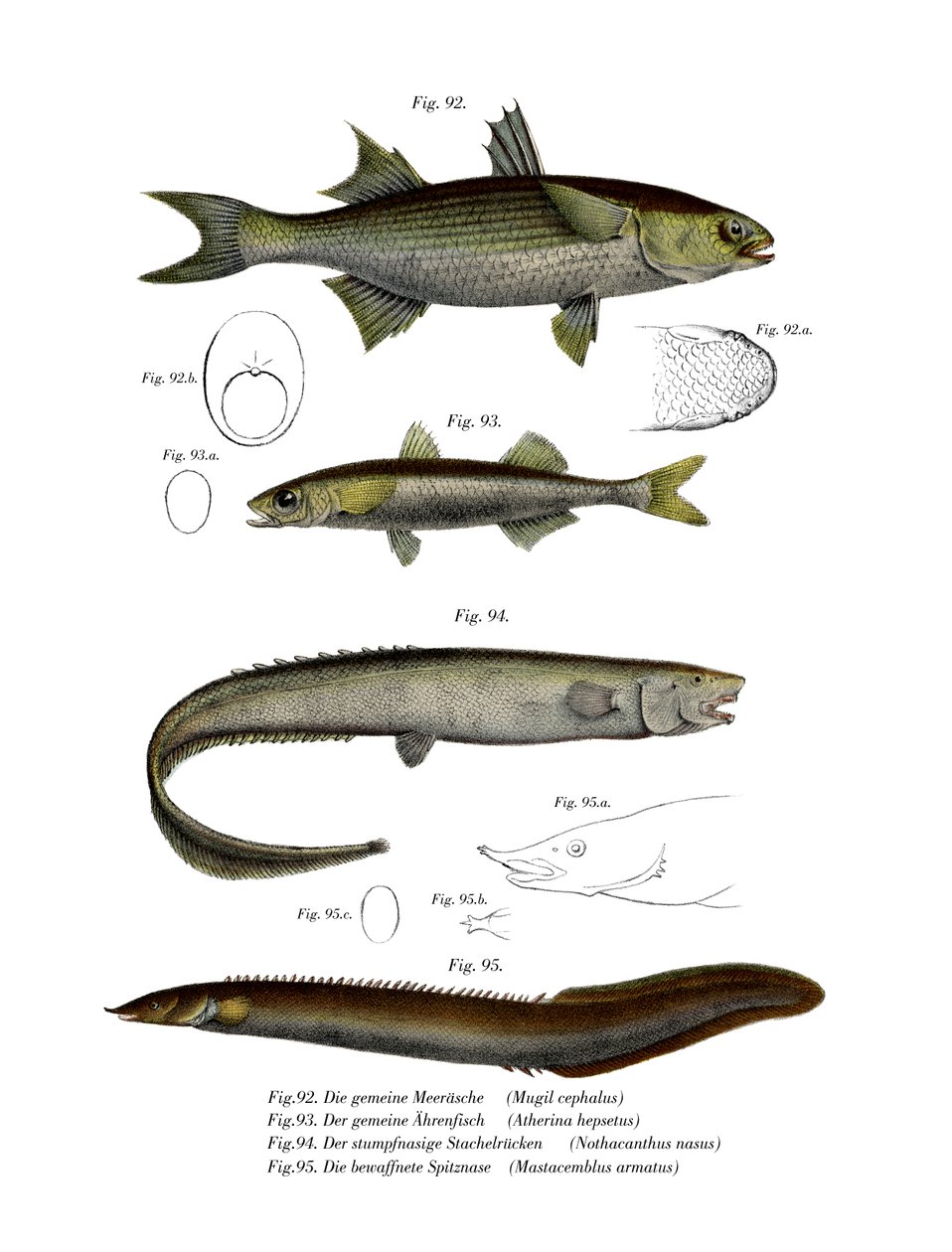 Flathead Mullet (farve litho) af German School