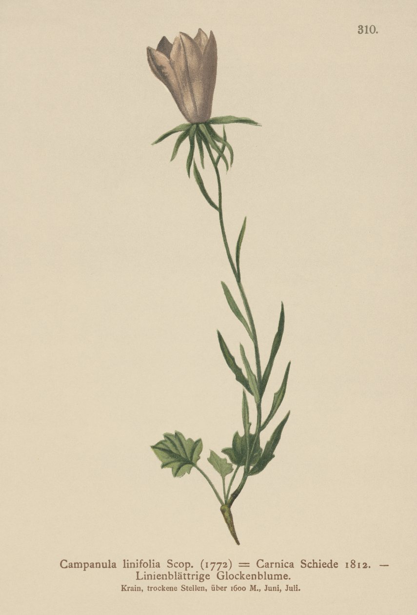 Hørbladet klokkeblomst (Campanula linifolia, Campanula Carnica) af German School