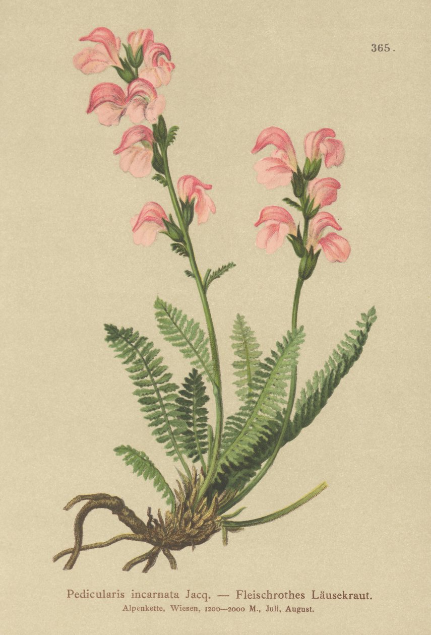 Kødrosa Lousewort (Pedicularis incarnata) af German School