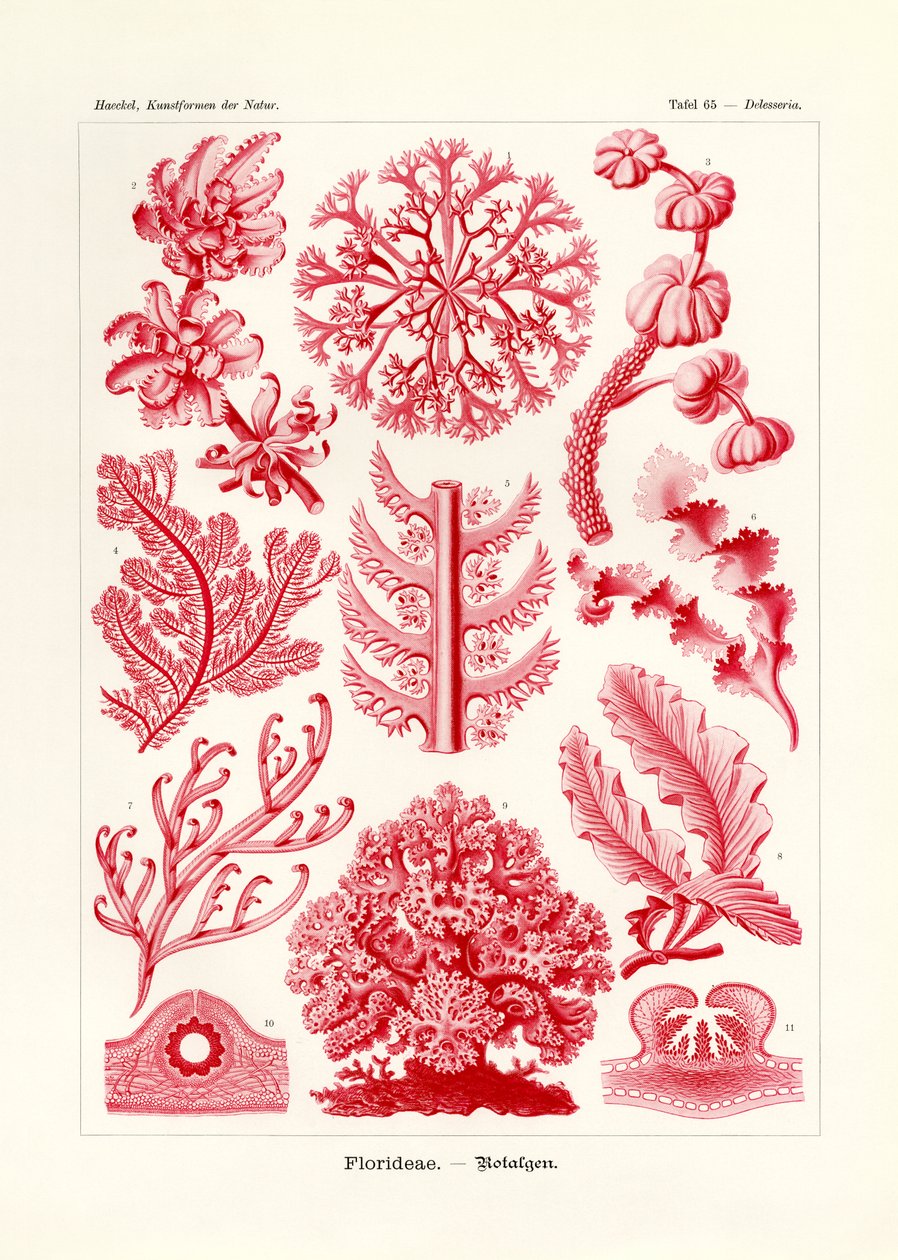 Florideae eller Rhodophyceae, 1899-1904 af German School