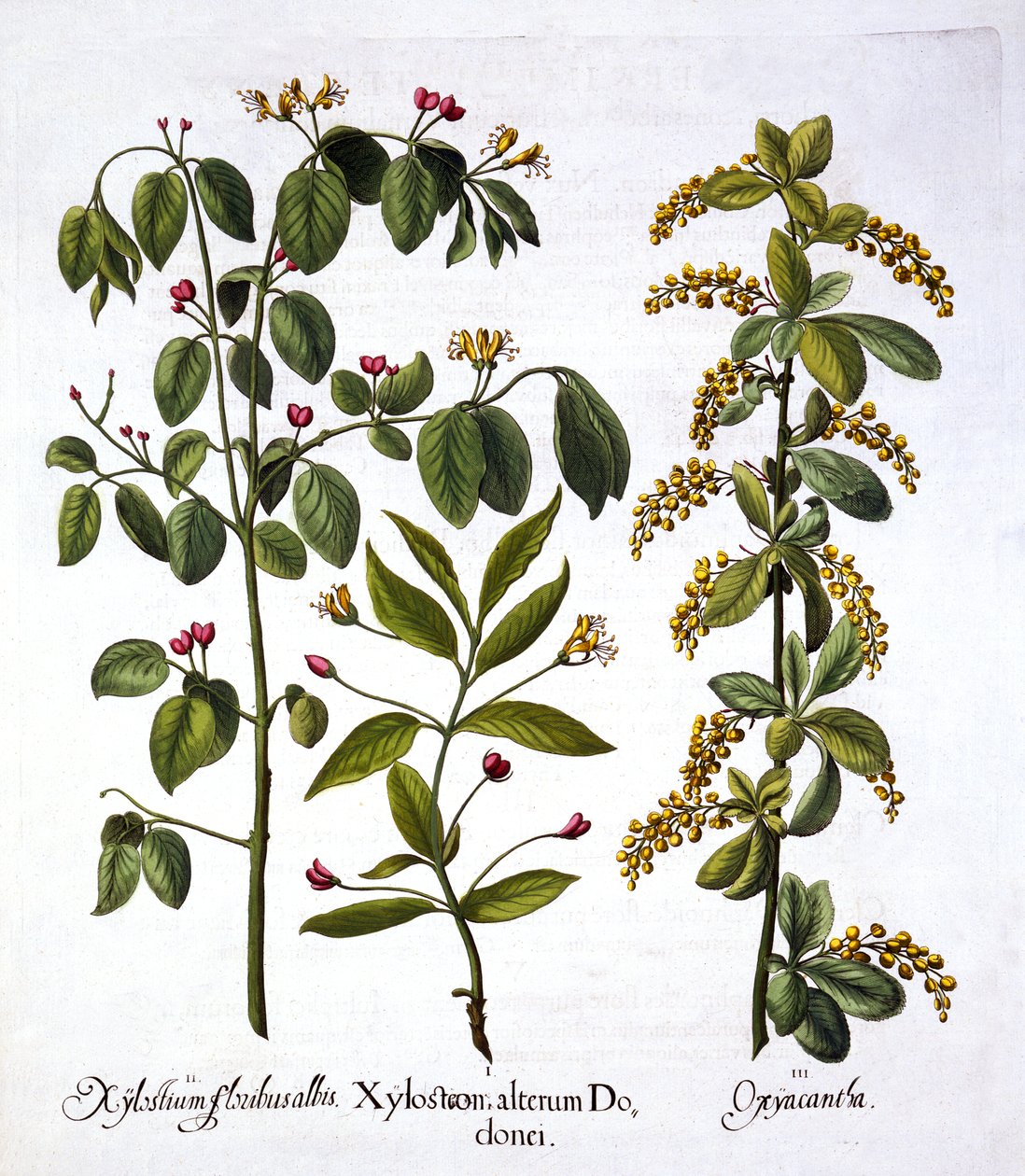 Fly Honeysuckle and Hawthorn, fra Hortus Eystettensis, af Basil Besler (1561-1629), pub. 1613 (håndfarvet gravering) af German School