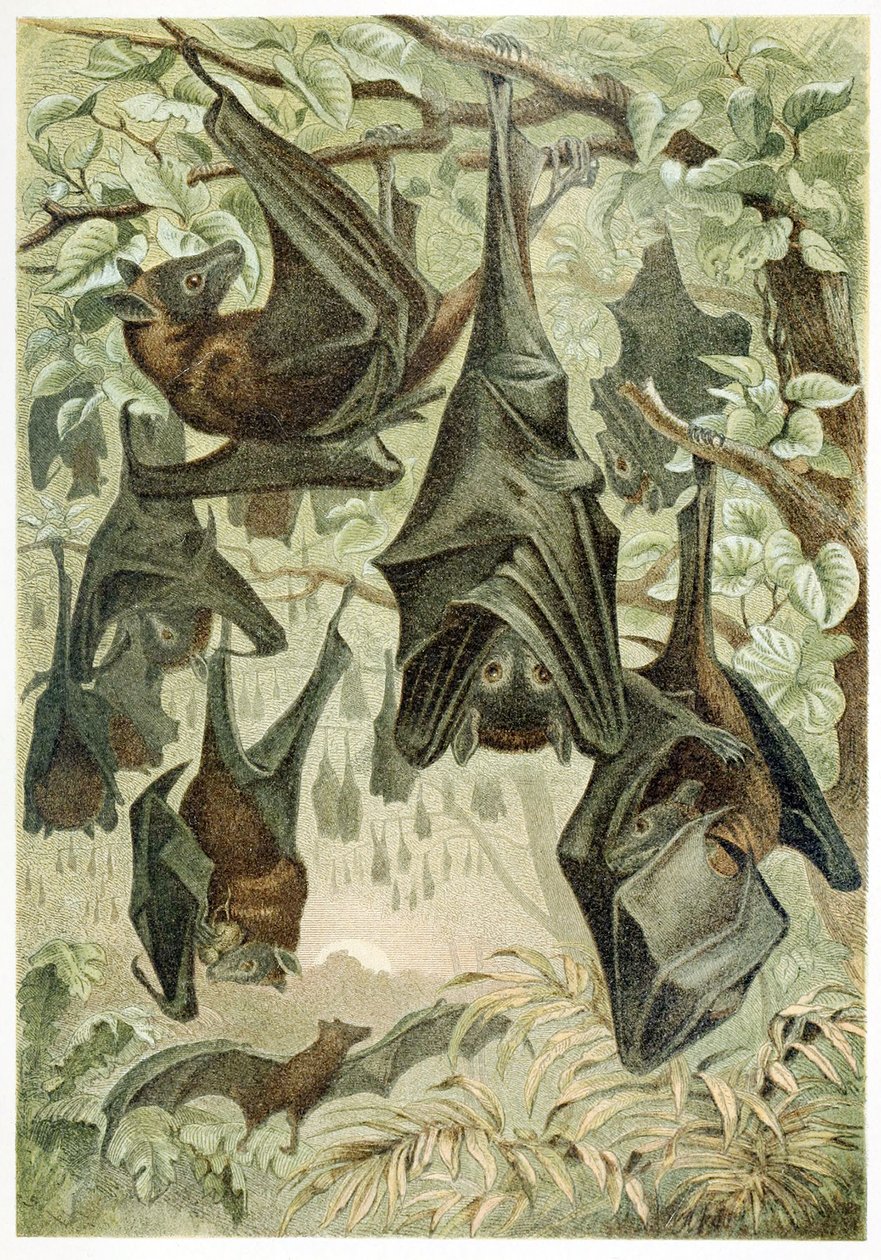 Flying Foxes, fra Brehms Tierleben, pub. 1860